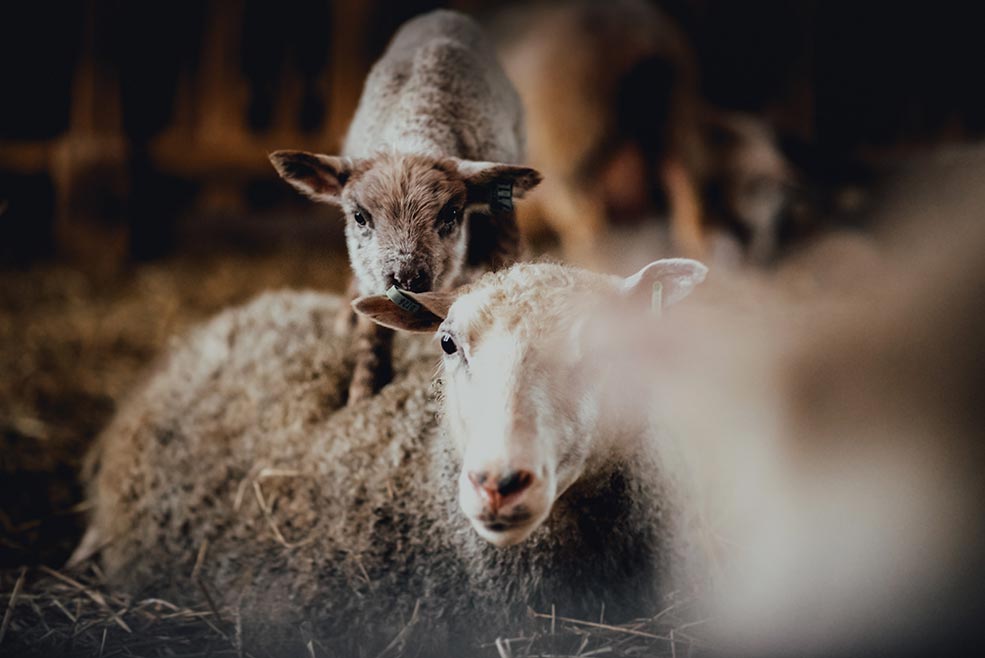 lampaita tiisanmäella